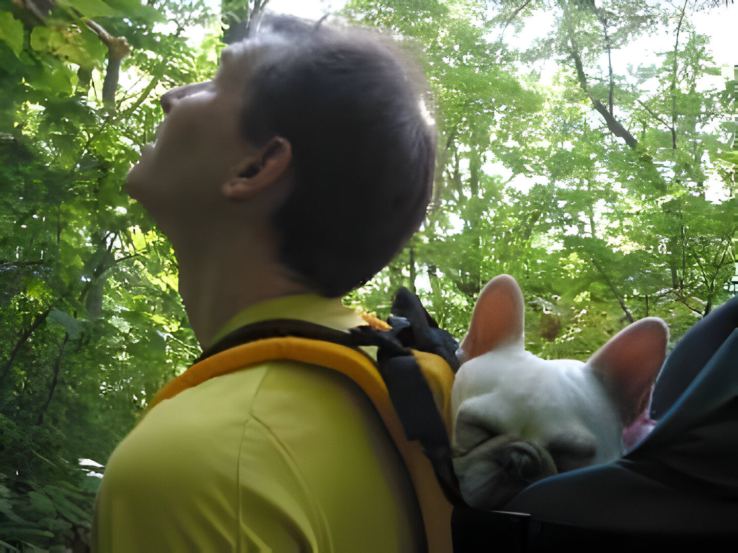 Hiking-Quality Dog Carrier Backpack - Up to 20lbs - Tough Traveler Dog Perch |  PALMINO DOG PERCH BACKPACK (Up to 20 lbs)