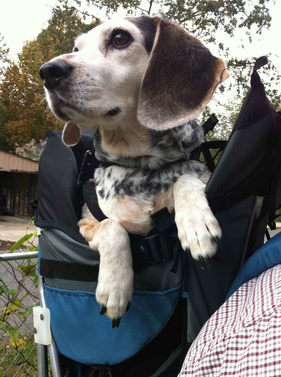 Medium Dog Carrier Backpack Made in USA | Handcrafted by Tough Traveler since 1970 |  FILLY / KID CARRIER® DOG PERCH BACKPACK (Up to 25 lbs)