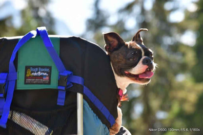 Medium Dog Carrier Backpack Made in USA | Handcrafted by Tough Traveler since 1970 |  FILLY / KID CARRIER® DOG PERCH BACKPACK (Up to 25 lbs)
